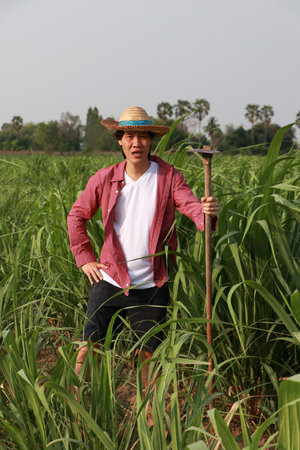 Man farmer with hoe in hand working in the sugarcane farm and wearing a straw hat with red...