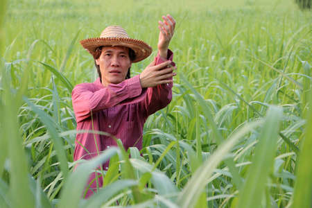 Man farmer standing and folding up the sleeves, he wearing a straw hat with red long-sleeved shirt in the sugarcane farm.の写真素材