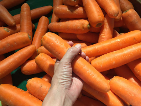 Orange color of carrot in hand and background heap of carrot. It is a tapering orange root, eaten as...