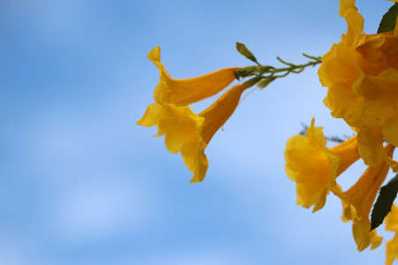 Yellow oleander or Lucky nut on the branch of tree and background blue sky.の写真素材