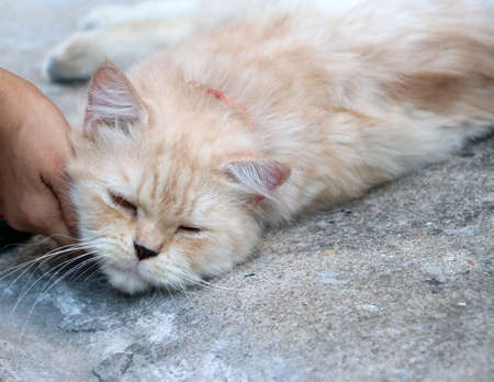 Hand with Persian cat in brown color laying down on the concrete floor.の写真素材