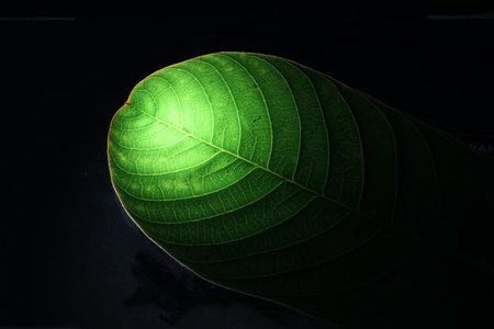 Closeup of portion of green netted veins leaf, reticulate venation of green leave with light.