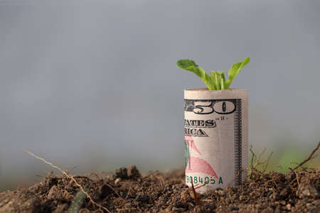 Rolled fifty US dollar banknote of America and young plant grow up from the soil. Concept of money growth or currency interest.の写真素材