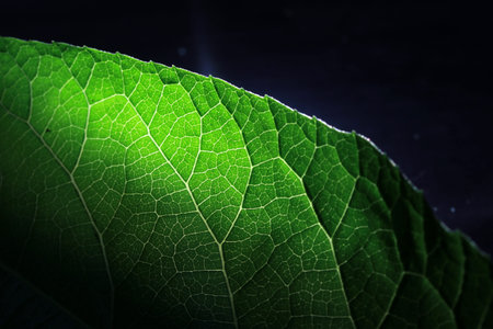Closeup of portion of green netted veins leaf, reticulate venation of green leave with light.