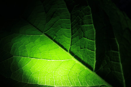 Closeup of portion of green netted veins leaf, reticulate venation of green leave with light.