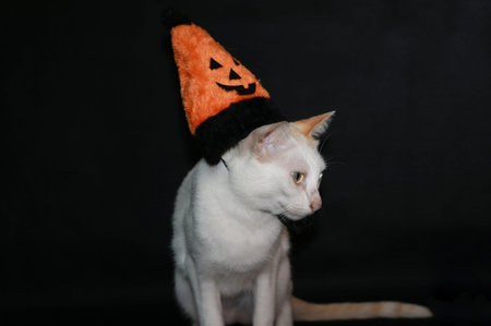 White cat with orange and black color of halloween hat on black dark background.