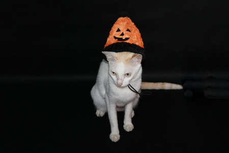 White cat with orange and black color of halloween hat on black dark background.の写真素材
