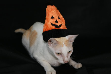 White cat with orange and black color of halloween hat on black dark background.の写真素材