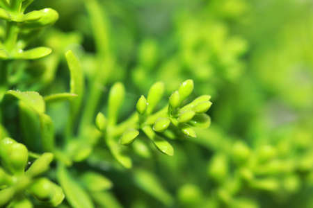 Texture of young shoots of plastic tree on green background.の写真素材