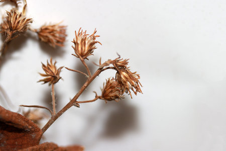 Dried mini flower from bouquet of flowers on white background. Brown caused by dryness. From keeping...