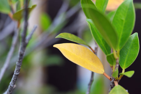 Yellow leaf among the green leaves, concept of autumn season.