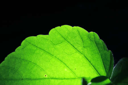 Closeup of portion of green netted veins leaf, reticulate venation of green leave with light on dark background.の写真素材