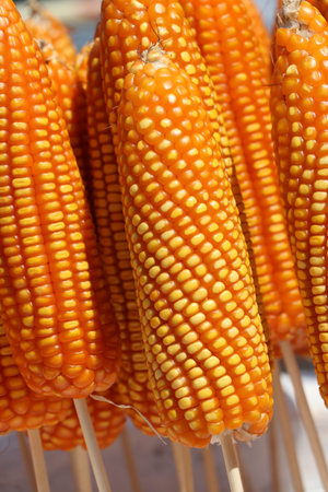 raw dry sweet corn pod, it is a cereal plant that yields large grains, or kernels, set in rows on a...