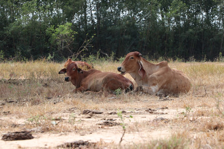 Two cows laying down on the brown grassland.
