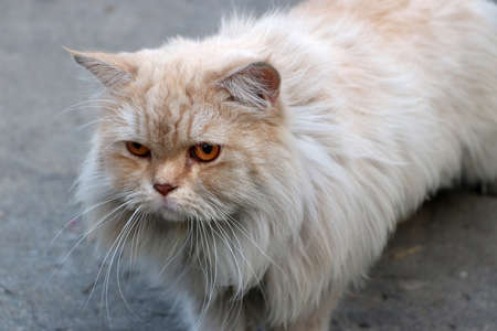 Persian cat in brown and white color on the concrete floor. The Persian cat is a long-haired breed of cat characterized by its round face.の写真素材