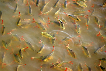 Schwanenfeldâ€™s tinfoil barb fish live on groups in the water.