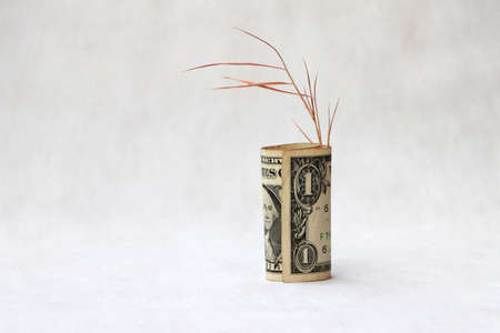 Rolled one US dollar banknote of America with brown tree branch on the white floor. Concept of saving money or finance.の写真素材
