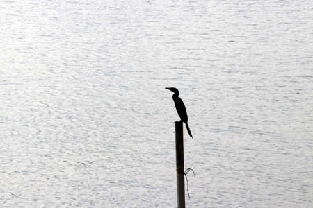 Silhouette of the birds that eats fish perched on stumps at the water.の写真素材