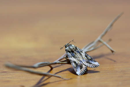 Close up a beautiful moth perching the dry stick of tree on the wood. Moths comprise a group of insects related to butterflies. but its are nocturnal insect.の写真素材