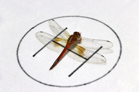 Dragonfly on the symbolic of helicopter parking on the white background. it is a fast flying long...