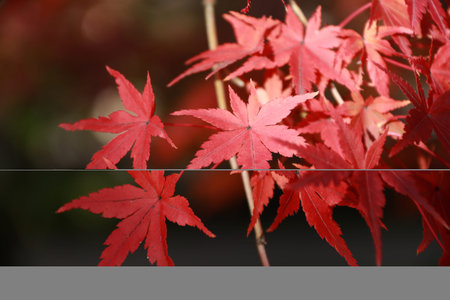 Red Japanese Maple Leaf on the tree with sunlight. The leaves change color from green to yellow,...