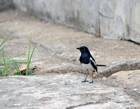 Black and white color of Eurasian magpie bird on the concrete floor, Common magpie is a long tailed crow with boldly marked black and a raucous voice.の写真素材