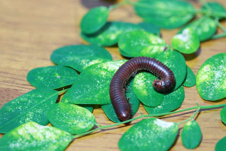 Millipede with green leaves on the wooden floor. It is a myriapod invertebrate with an elongated body composed of many segments, most of which bear two pairs of legs.の写真素材