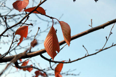 Orange leaves on branches of the tree with blue sky background. Leaves in autumn will color change...