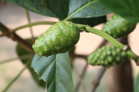 Noni fruit or Morinda citrifolia  on the tree. Noni is sometimes called starvation fruit. Despite...