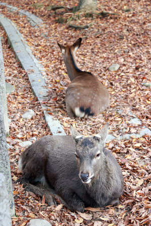Deer laying down on the  falling leaves floor at the park in Nara, Japan. The park is home to...