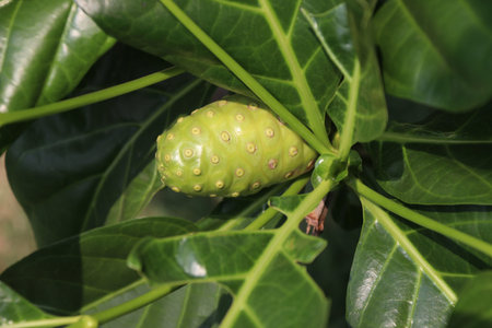 Noni fruit or Morinda citrifolia  on the tree. Noni is sometimes called starvation fruit. Despite...