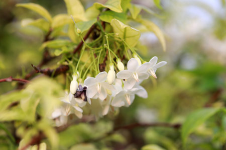 Bloom white flower of wrightia religiosa with green leaves on the tree. The flower of Wrightia...