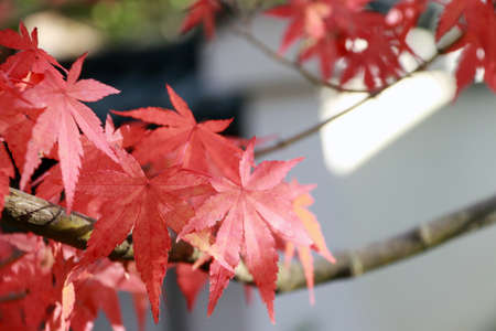 Red Japanese Maple Leaf on the tree with sunlight. The leaves change color from green to yellow, orange and red in autumn.の写真素材