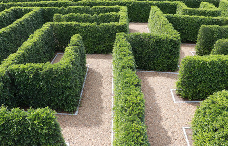 Green plant tree maze wall. Labyrinth maze garden. Build from the tree forming a wall in the park.