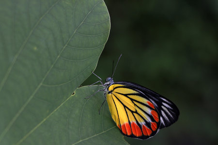 The butterfly perched on green leaf. Delias hyparete, the painted Jezebel, is a medium-sized butterfly of the family Pieridae, found in South Asia and Southeast Asia.の写真素材