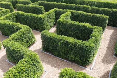 Green plant tree maze wall. Labyrinth maze garden. Build from the tree forming a wall in the park.の写真素材