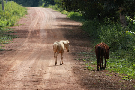 Two horses walking on the dirt road. it is a mammal with a flowing mane and tail, used for riding, racing, and to carry and pull loads.の写真素材