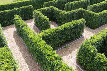 Green plant tree maze wall. Labyrinth maze garden. Build from the tree forming a wall in the park.の写真素材