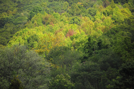 Forest background on bird eye view.の写真素材