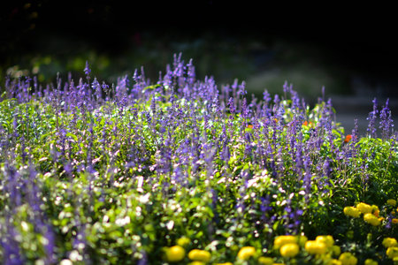 Colorful flower in the beautiful garden