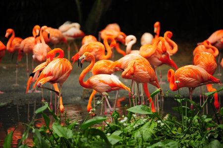 Orange flamingos stand in a pondの写真素材