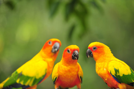 Parrot bird on green background