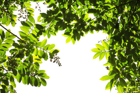 Green leave on white backgroundの写真素材