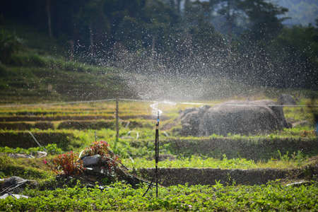 Sprinkler spraying water on cropの写真素材