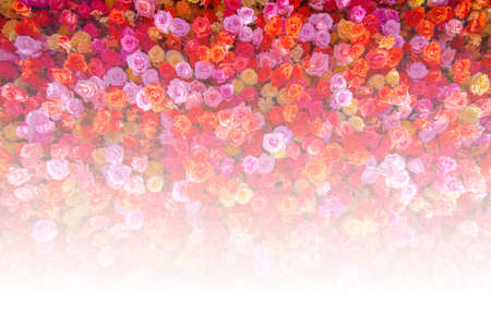 Beautiful natural red roses flower background for special occasions.の写真素材