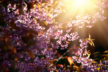 Beautiful bloom pink cherry blossom sakura flowers on morning sunlight background,  Spring flower field background.の写真素材