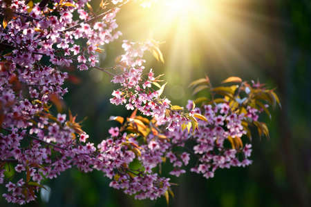Beautiful bloom pink cherry blossom sakura flowers on morning sunlight background,  Spring flower field background.の写真素材