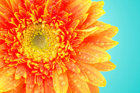 Yellow gerbera daisy flowers close-up isolated on blue background with clipping path. (Selective...