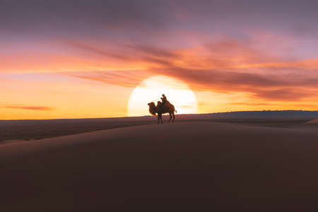 Gobi desert, may 2019, Mongolia : Camel going through the sand dunes on sunrise, Gobi desert Mongolia.のeditorial素材