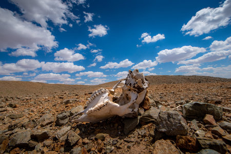 Animal carrion cause of global warming make arid landscape on the earth.